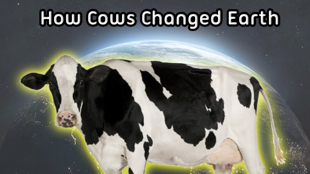 The History of Cows