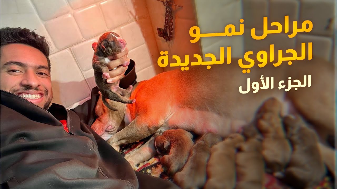 مراحل نمو الجراوى أولاد كينكى تيل من عمر يوم حتى ١٧ يوم 💥💣
