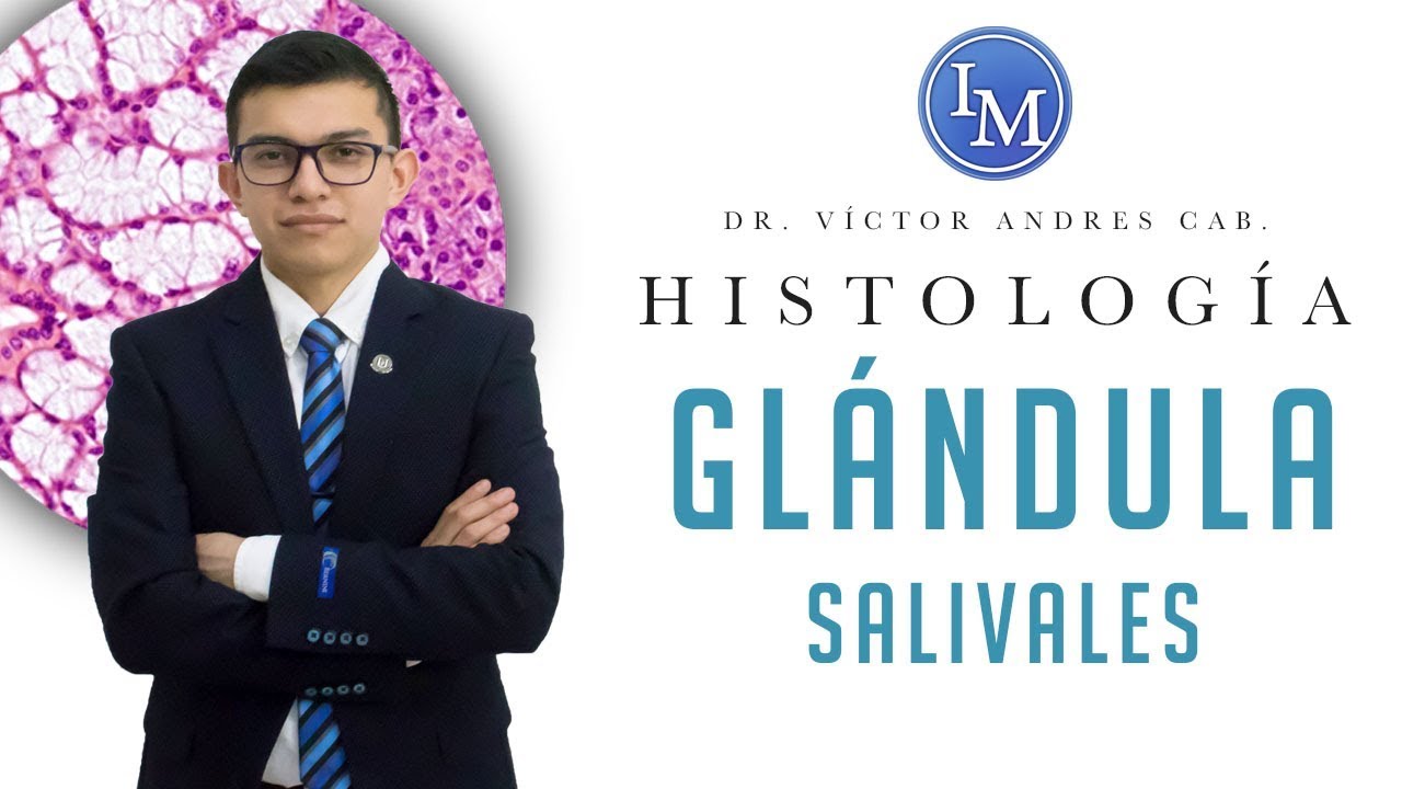 Histología | Sistema digestivo | Glándulas salivales