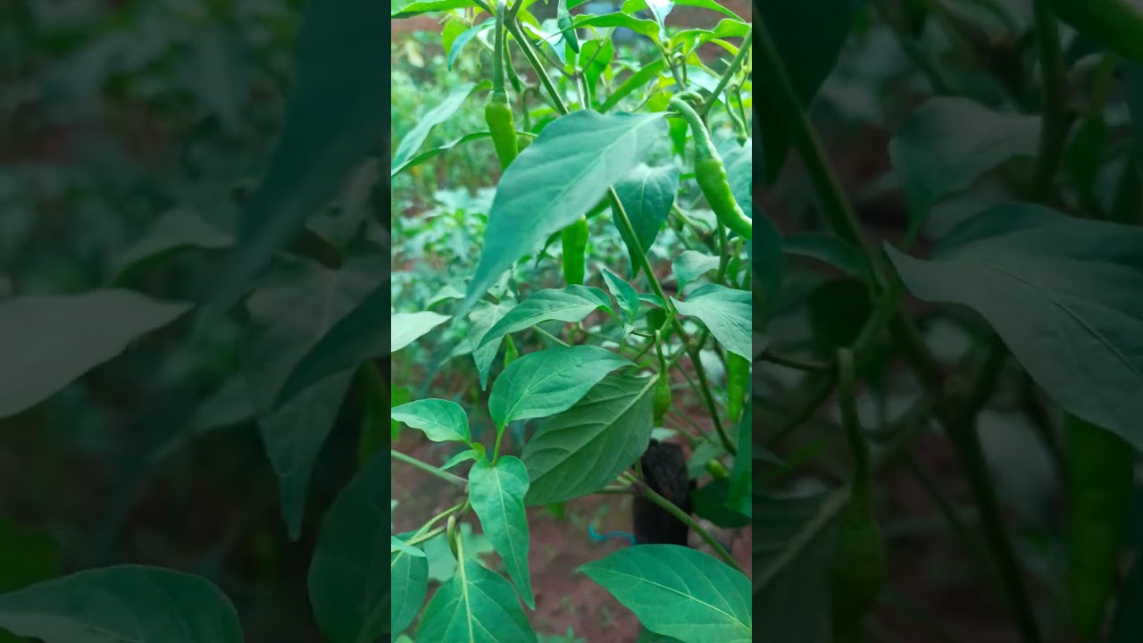 Green Chilli 