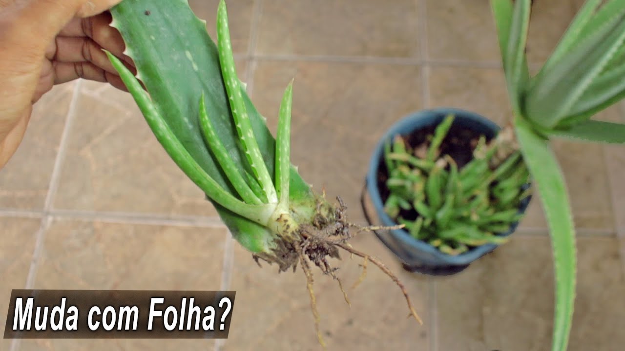 BABOSA em VASO 7 DICAS (COMPLETO)