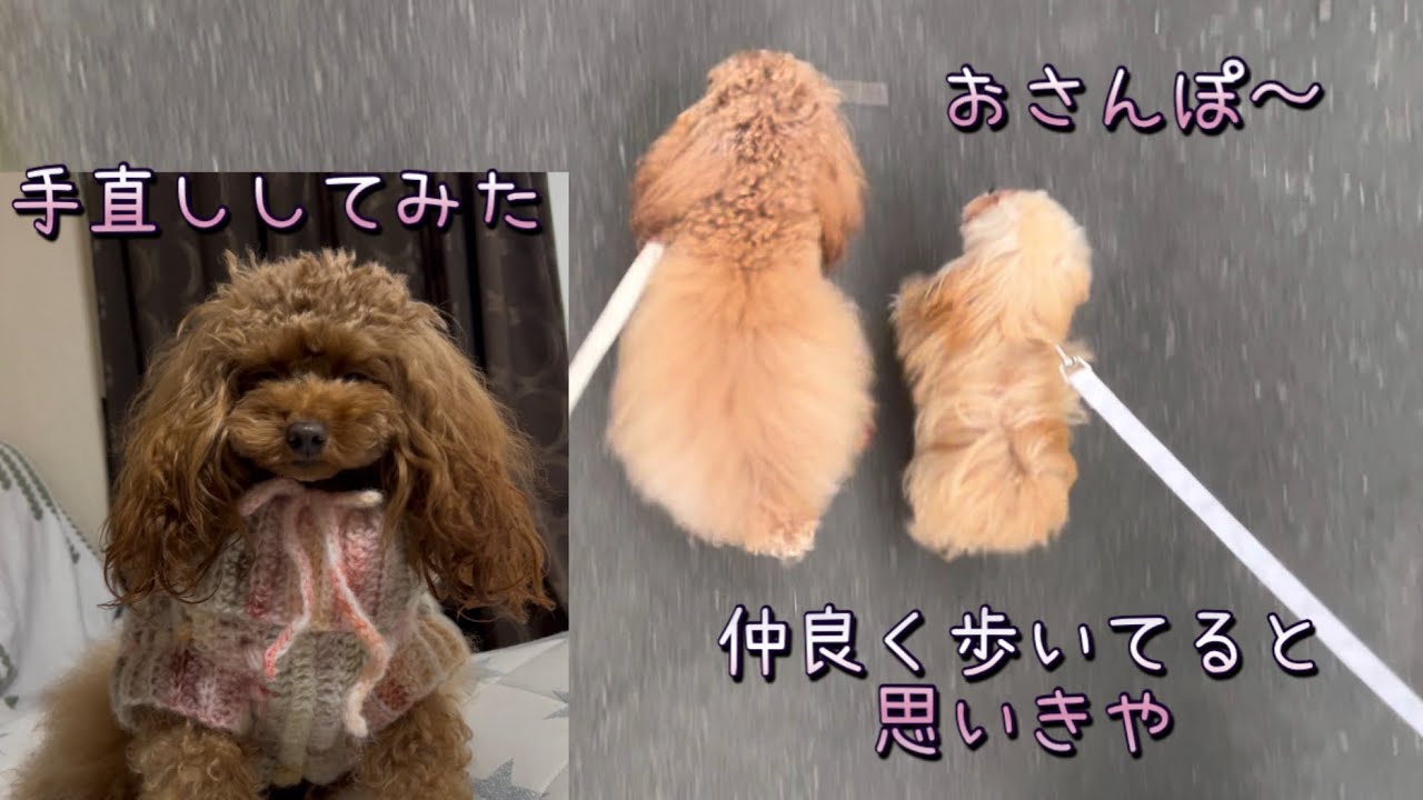 うににさんはやっぱり・・・/手編みセーターちょこっとアレンジしてみた#kawaii #トイプードル #ちわぷーぷー #多頭飼い 