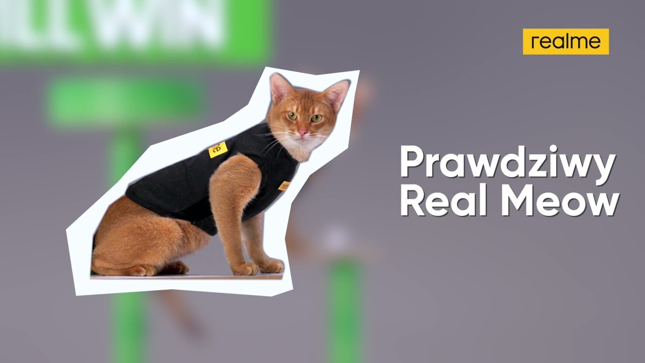 Zgaduj z prawdziwym RealMeow