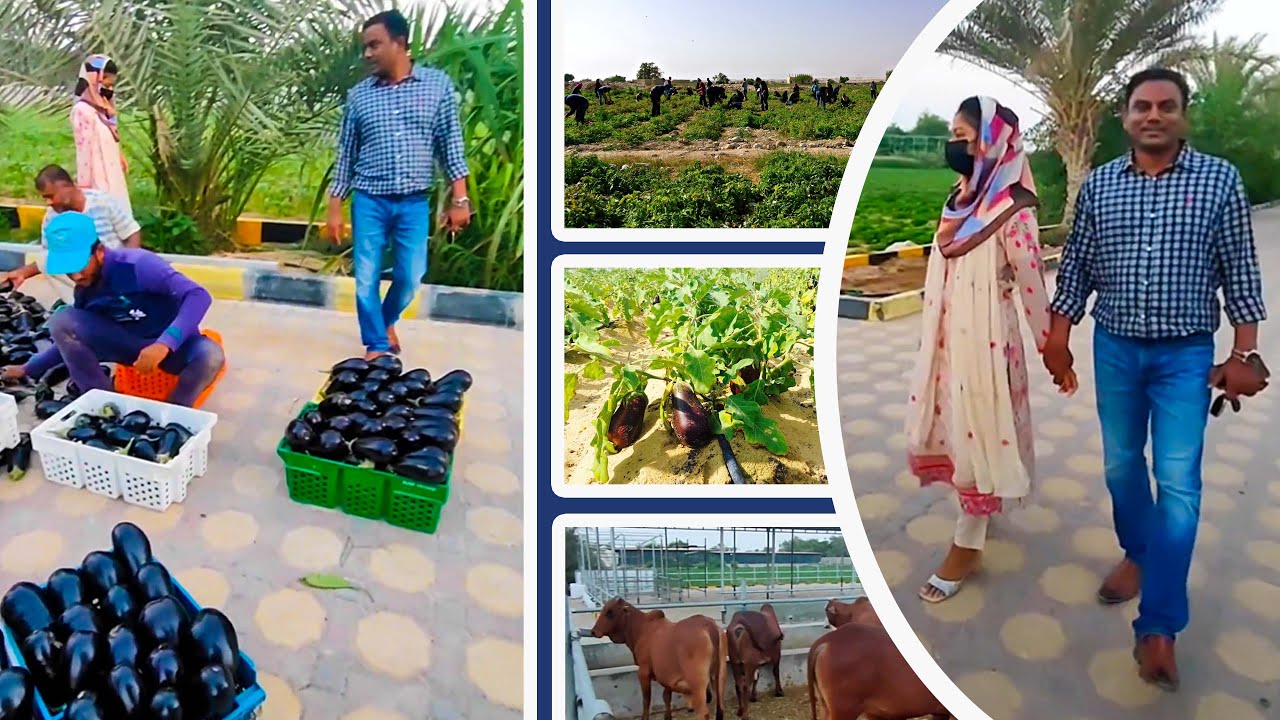 Mazra Farm in Abu Dhabi