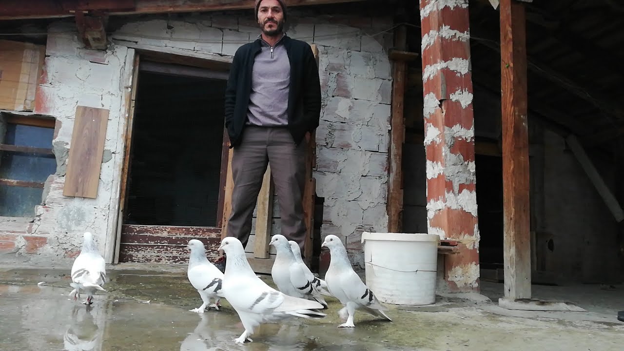 Bu Sarıkırlar, Aklınızı Başınızdan Alacak. İzmitden Nazmi Abinin Sarıkır Güvercin Kümesi.