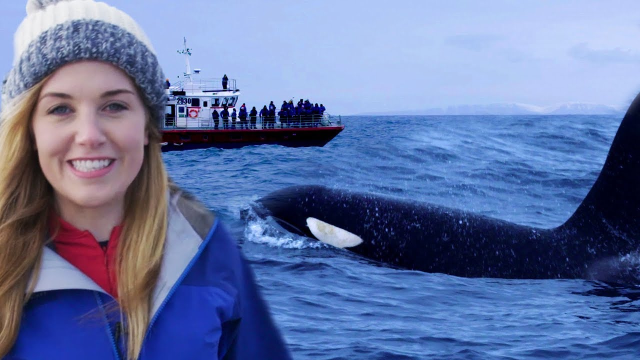 Why Misunderstanding Killer Whales is Threatening their Survival | BBC Earth Explore
