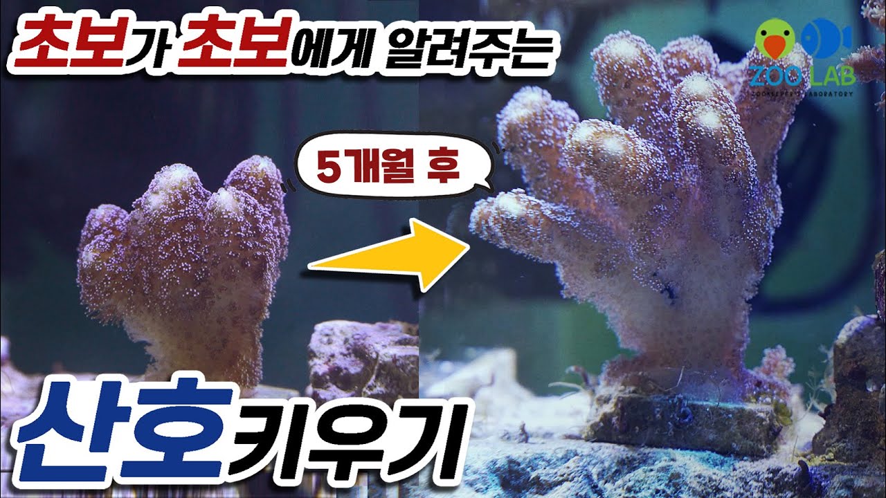 초보가 초보에게 알려주는 산호키우기 1편 산호 사육을 위한 수류, 조명, 온도세팅 편, 해수어키우기 니모키우기