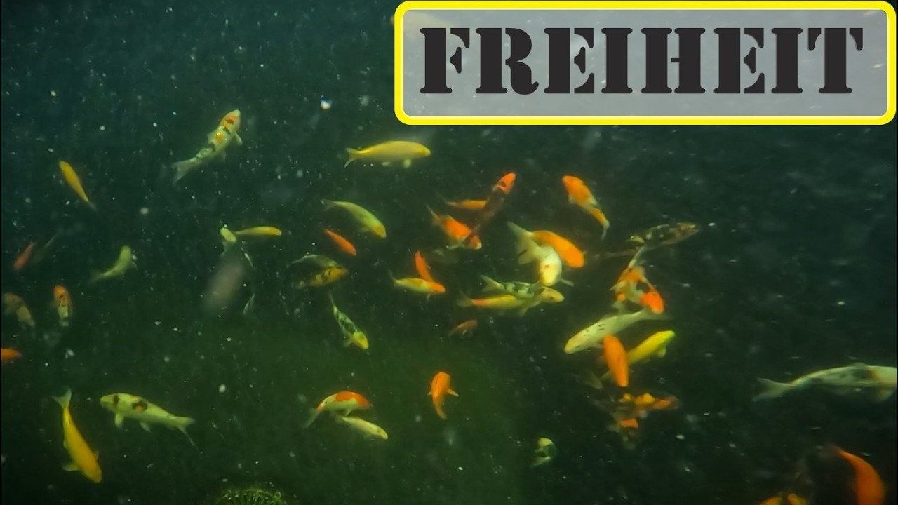 ich lasse meine Koi frei