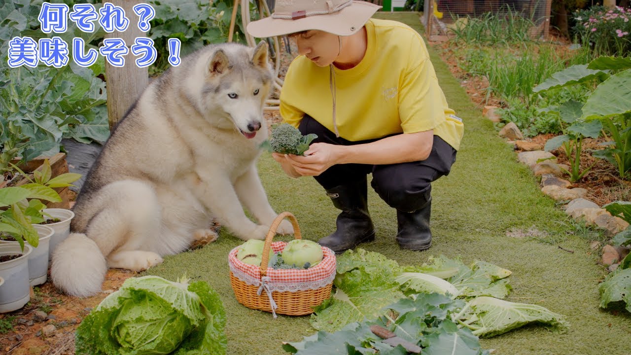 ダイエット中でも食欲旺盛！野菜が大好きなハスキー犬