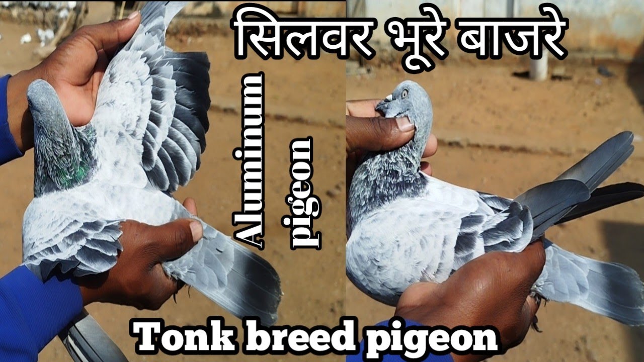 सिलवर भूरे बाजरे कबूतर |Tonk breed pigeon |tonk breed pigeon by Abrar Ahmed