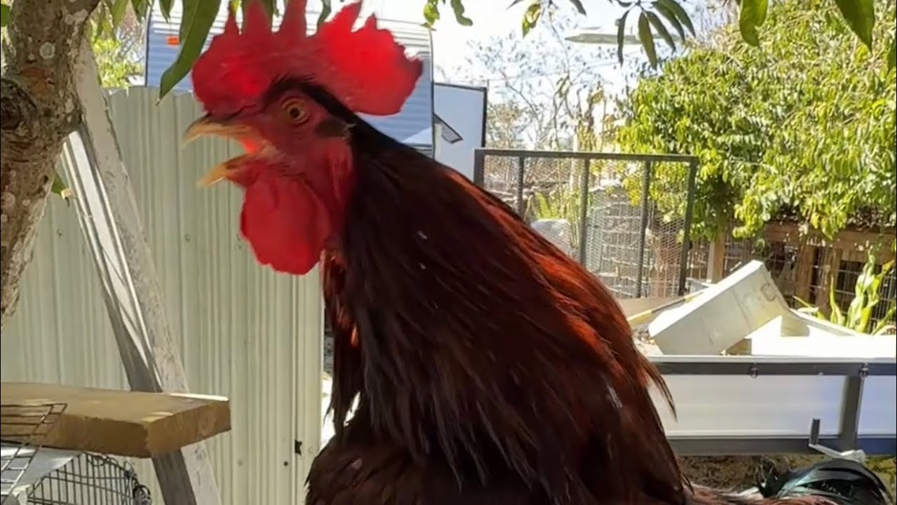 Que hacer para que tu gallo no cante o cante bajito . 