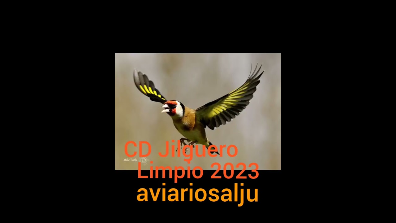 CD Jilguero Cante limpio 2023 Goldfinch chardonneret Jilguero Cantando Educar Jilgueros Reclamó