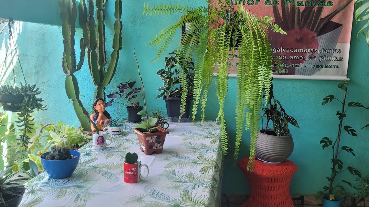 Achei planta no lixo+ATUALIZAÇÃO +COMPRINHAS.