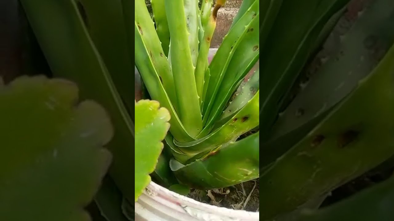 NATURE LOVER is live!