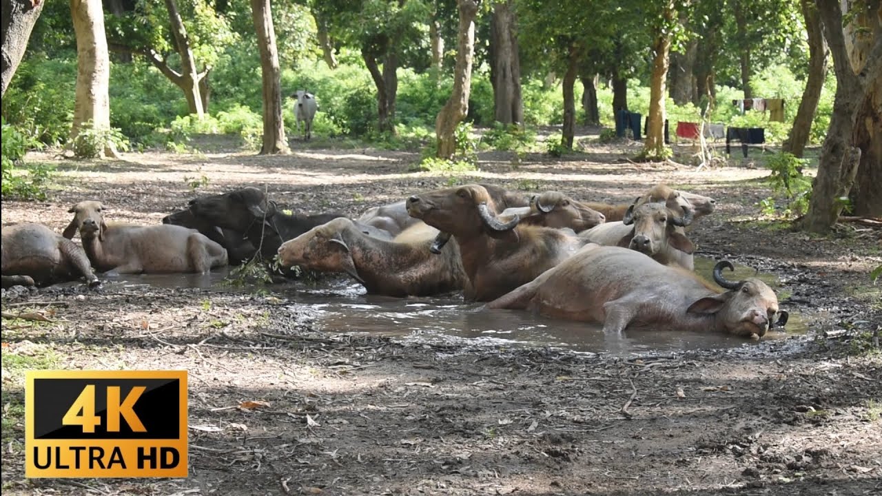 Beautiful nature and animals 🐃 cow and buffaloes #farming #cow #animals #nature #wildlife