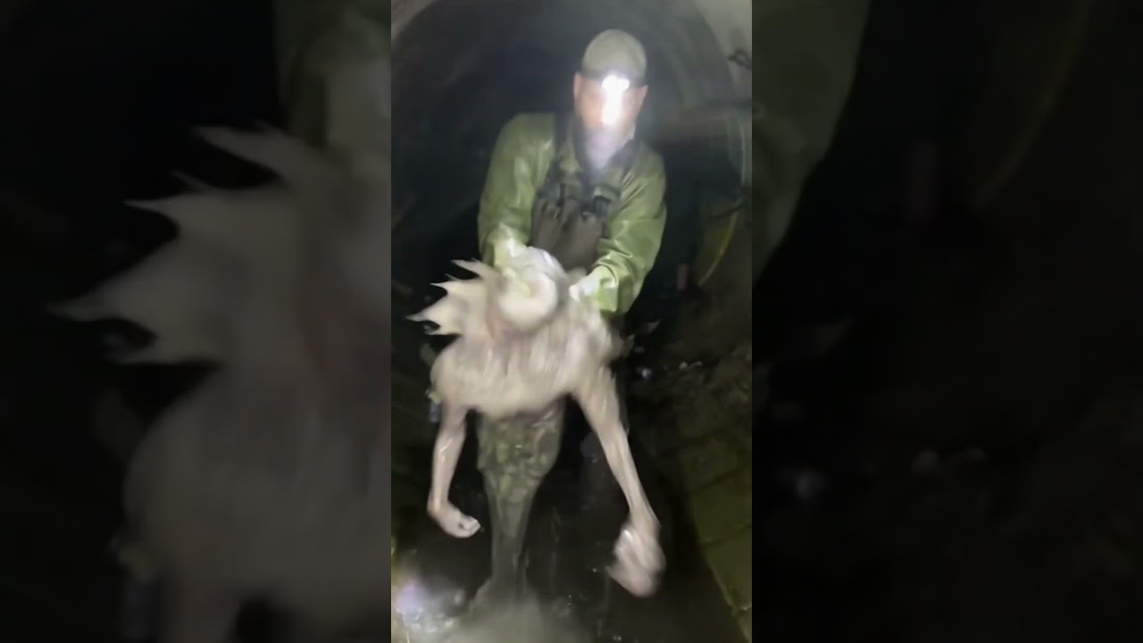 sewer mermaid
