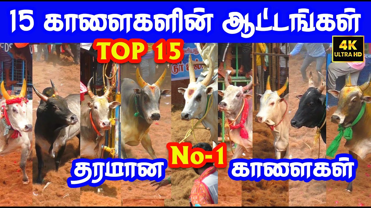 Top 15 best தரமான No - 1 காளைகள்... Tamizhan Trending