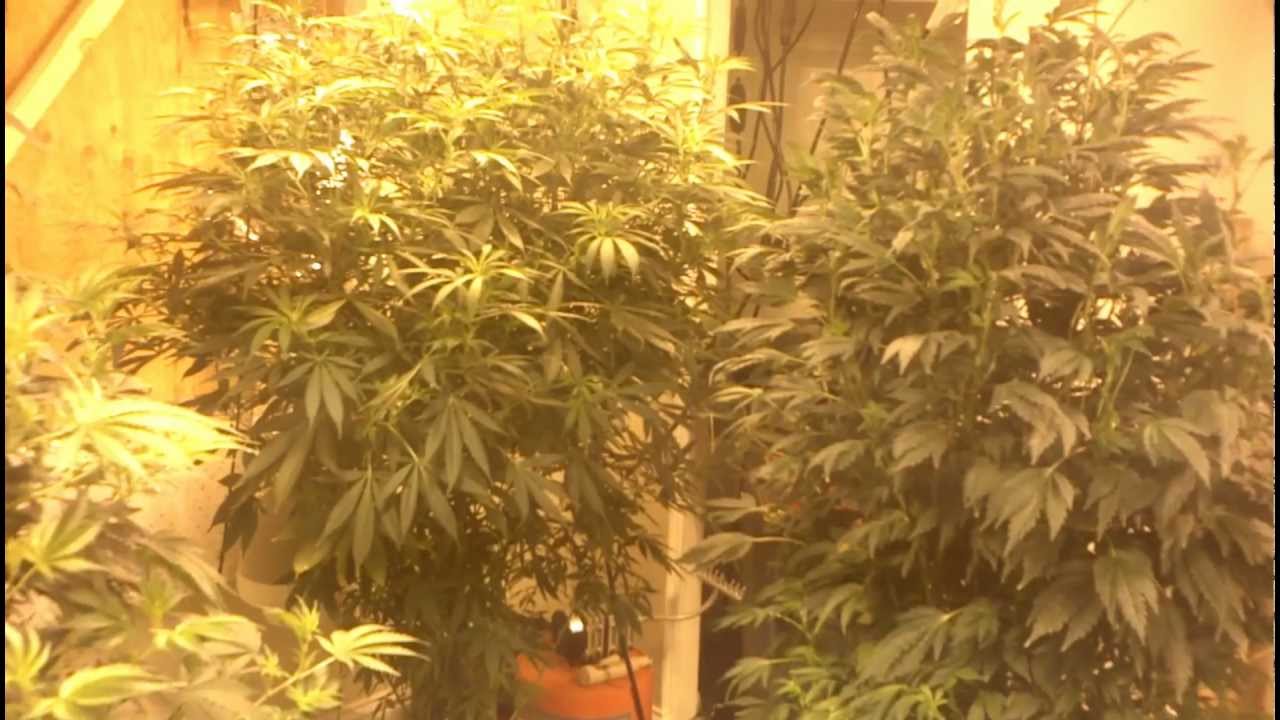 Week 1 Flower 4000 w (Cookies,Chem 91,Sour Diesel,White Fire OG ,GDP x Hindu Kush,Blueberry Kush