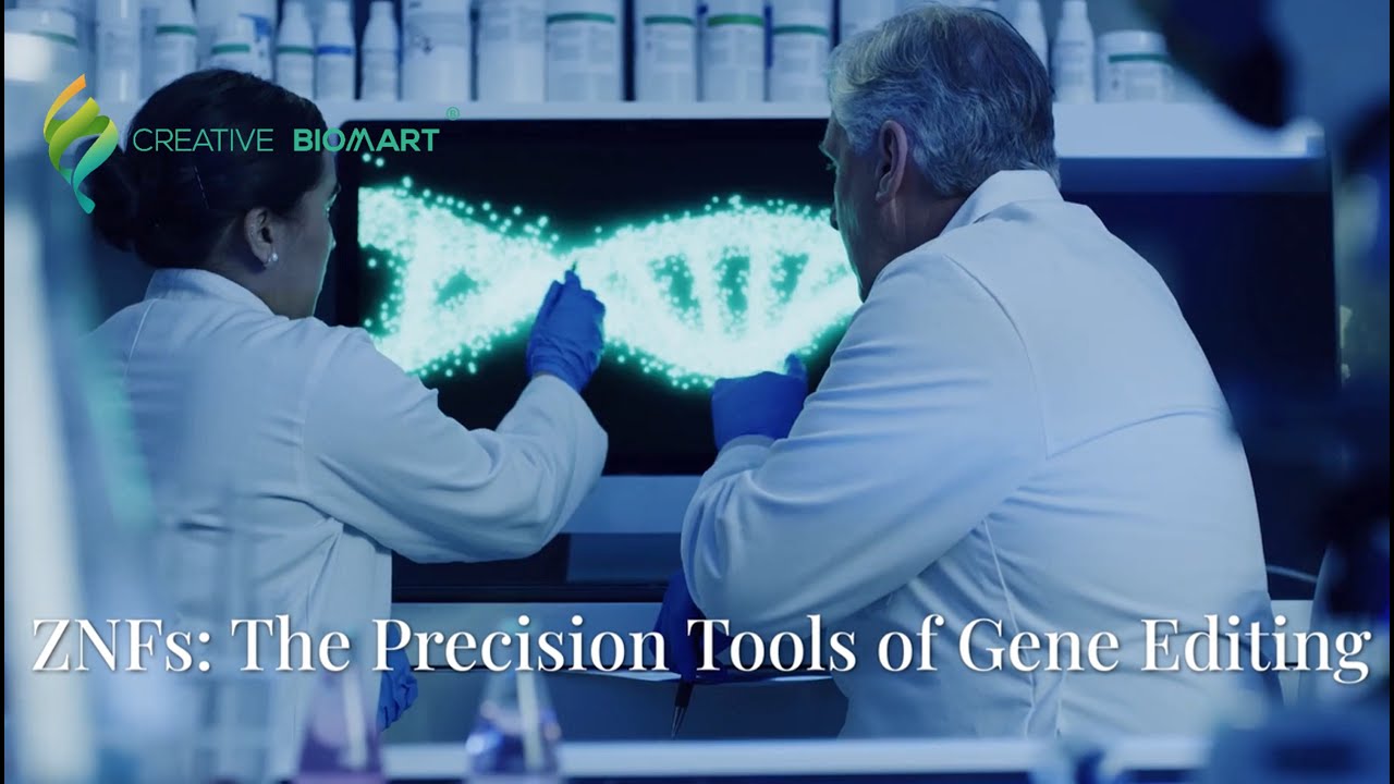 ZNFs: The Precision Tools of Gene Editing
