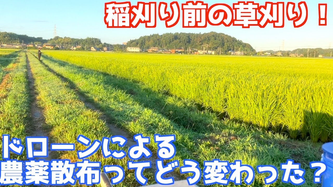稲刈り前の草刈り！ドローンによる農薬散布で等級が下がる？