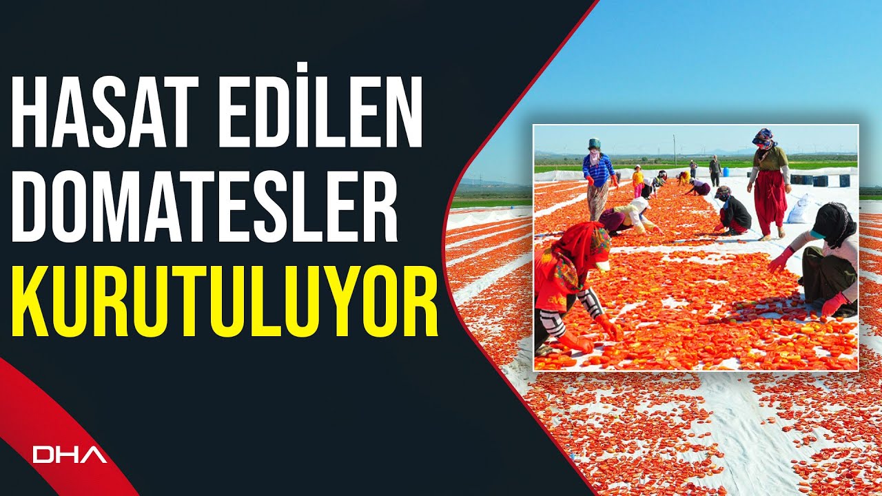 Kurutmalık domatesler serildi, Gediz Ovası kırmızıya büründü