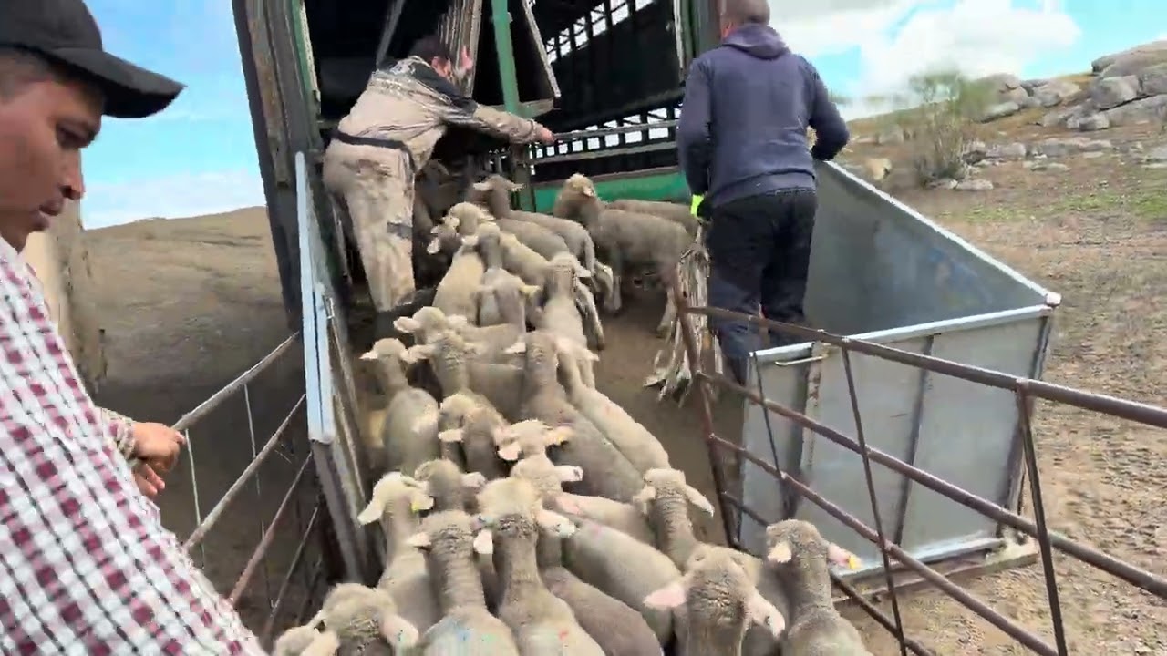 Los merinos se van al cebadero 