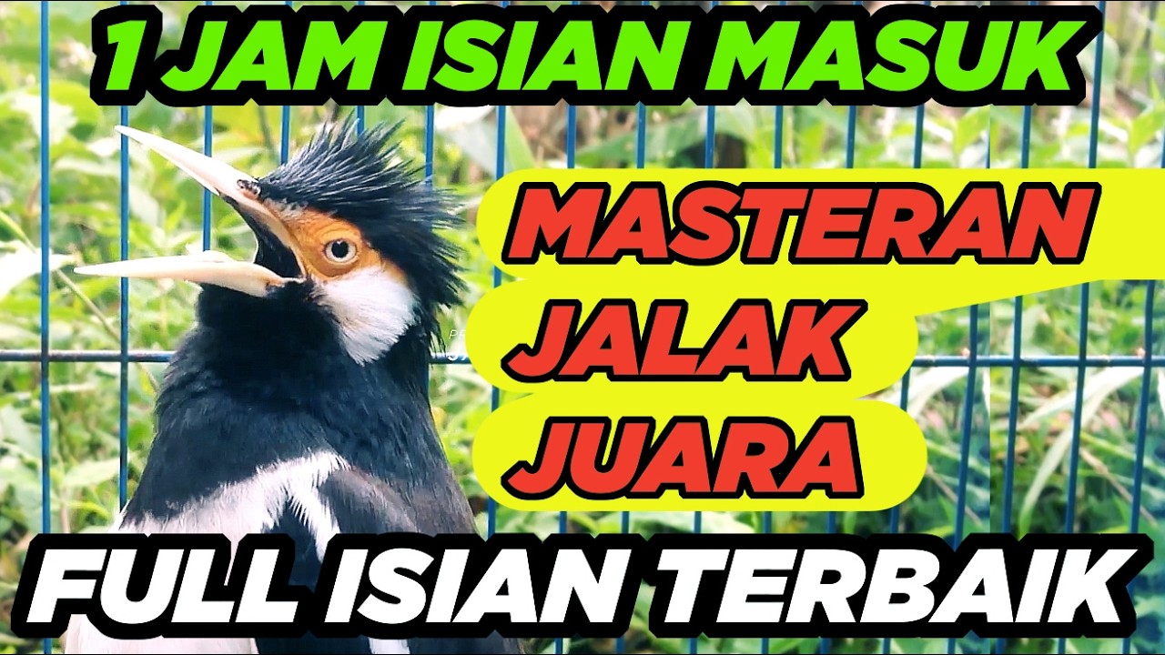 Jalak Suren Di Alam Liar Memanggil Betina Gacor Full Isian Tembakan Mewah