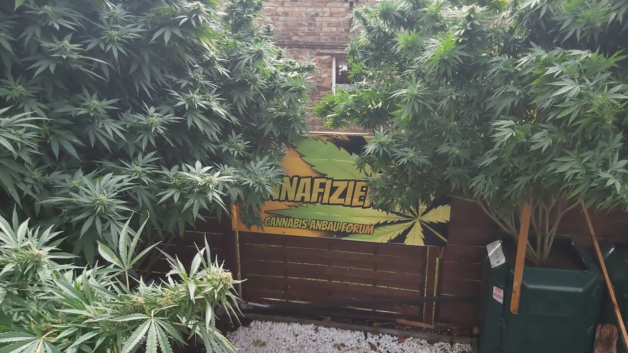 Lemon Tree von Barney's Farm Outdoor grow