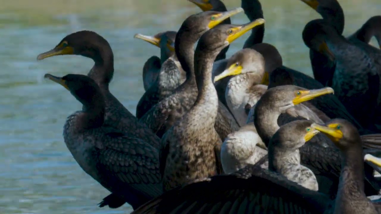 5 minutes of cormorant TV