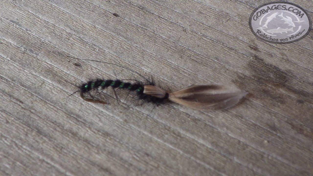 Montage d'un chironome émergent