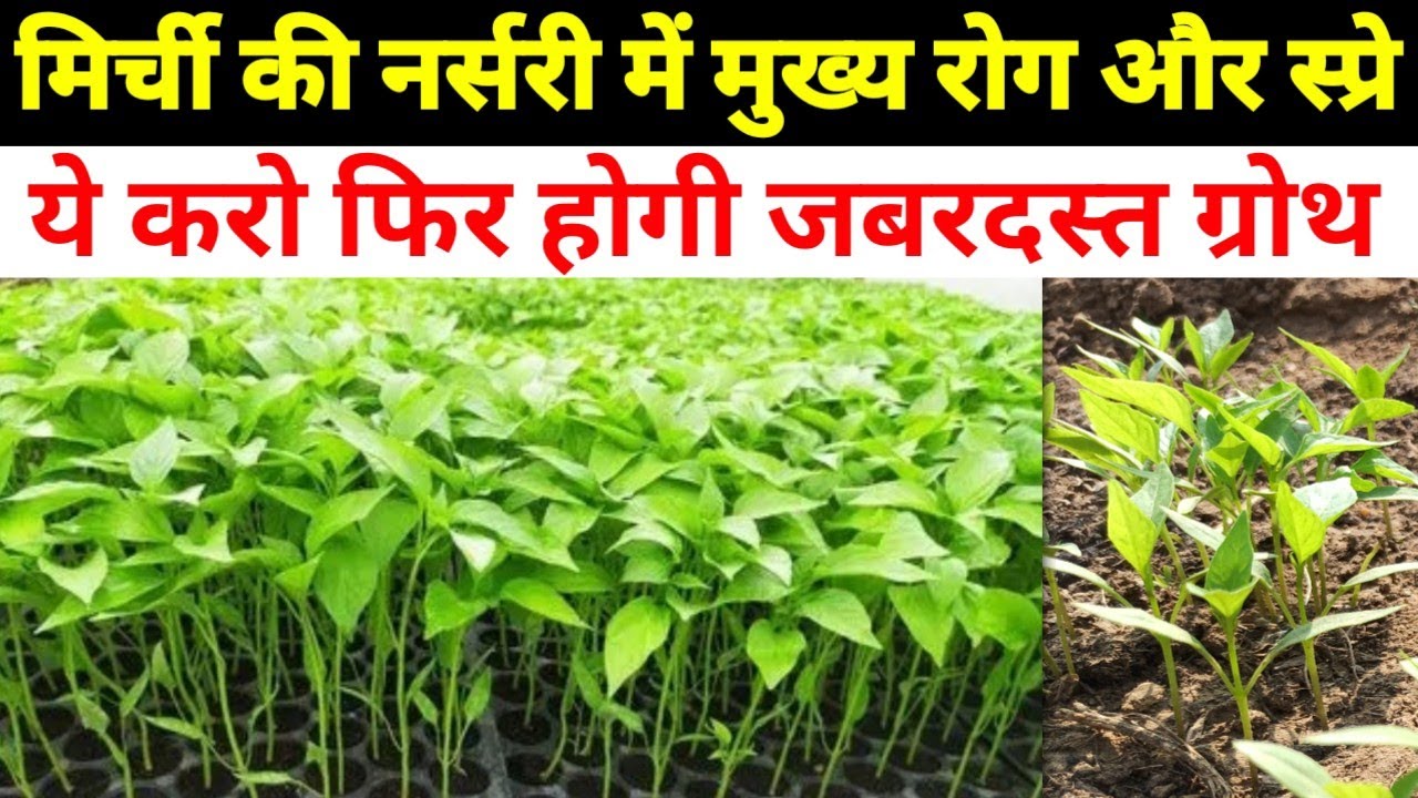 मिर्ची की नर्सरी में मुख्य रोग ,स्प्रे और रखरखाव | Khet kisan | mirchi ki nursery |