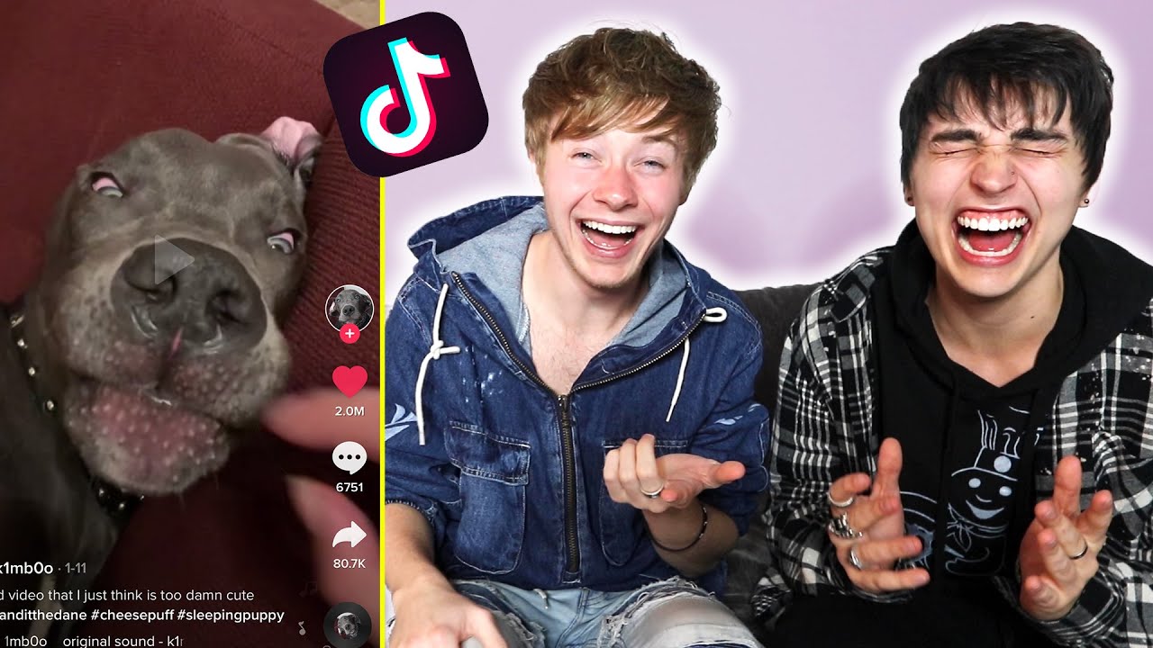 The Funniest Animal Tik Toks I've Found.. | Colby Brock
