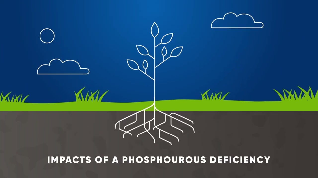 Timac Agro Top-Phos Innovation