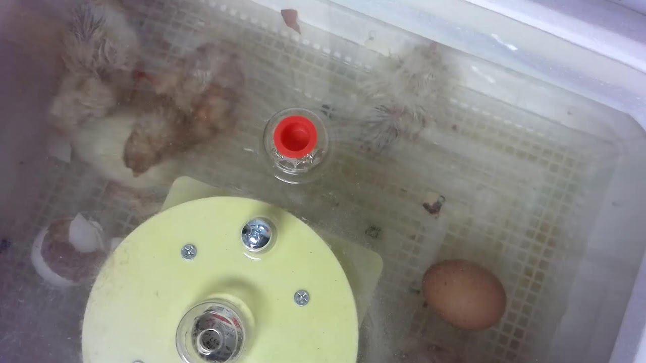 Hatching Cam (2/3/26)