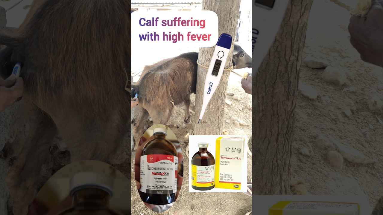 #దూడకి జ్వరం #hyperthermia in buffalo calf #fever #sunstroke #shorts