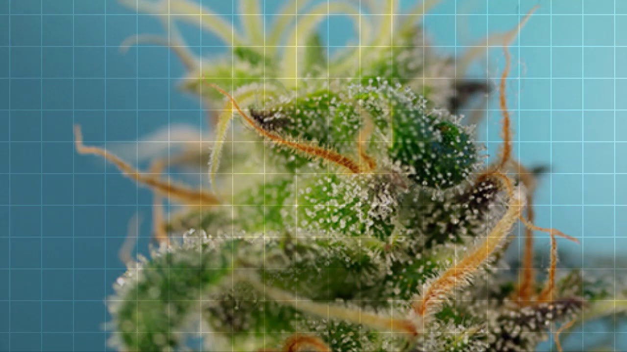 Cream Caramel CBD Sweet Seeds