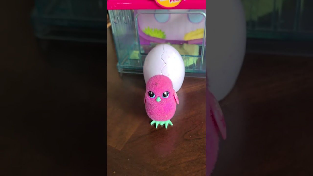 Little Live Pets - Surprise Chick - FULL REVIEW