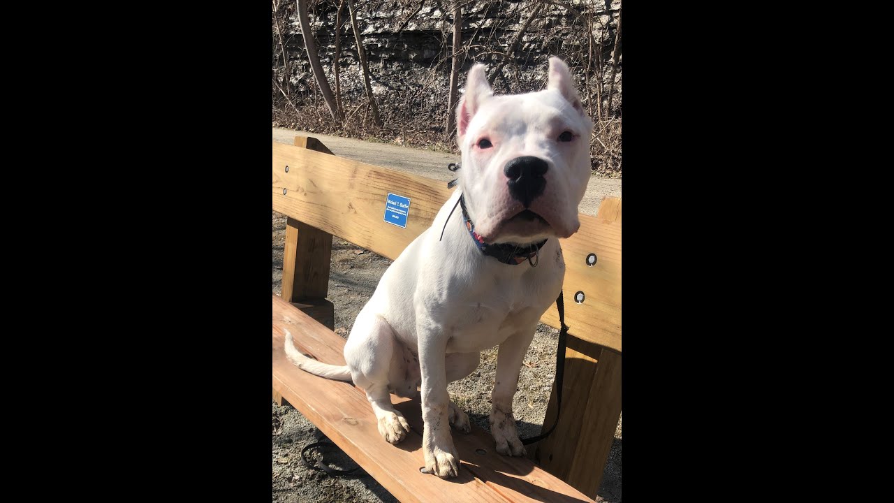 Arestides - 6 month old Dogo Argentino | 2-Week Board and Train | Pittsburgh