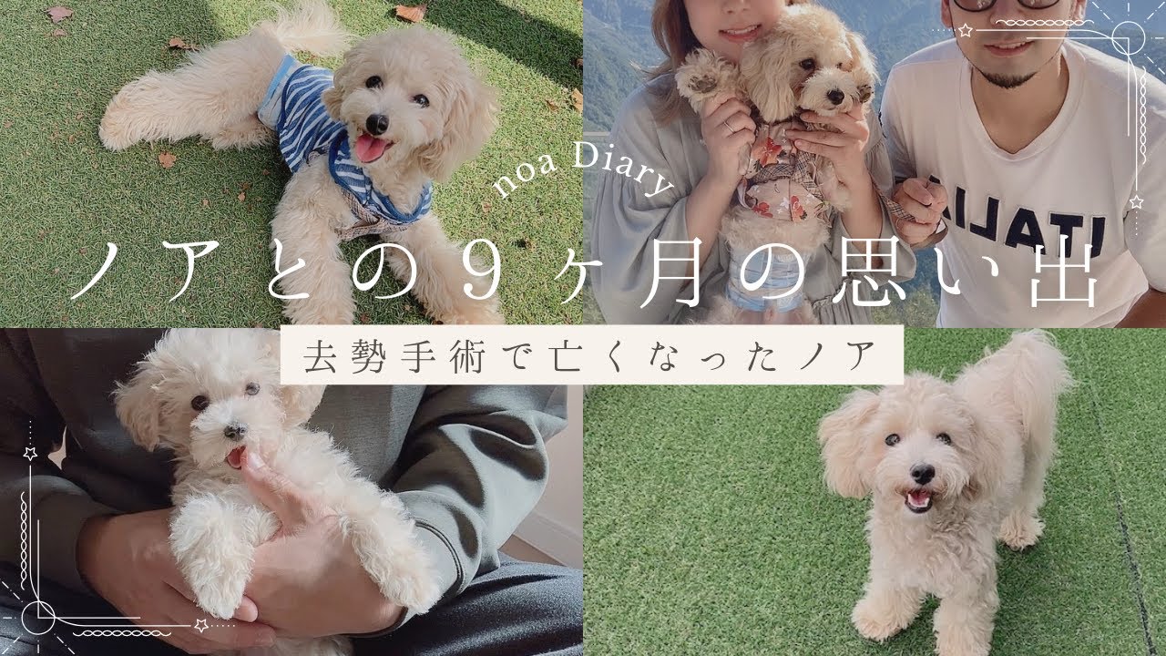 【去勢手術】大好きなノアとの９ヶ月の思い出