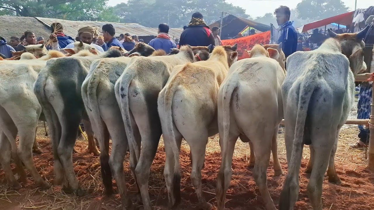 ৩১/১২/২৫/🇮🇳 ইন্ডিয়ান বর্ডার ক্রস ষাঁড় গরু 🇮🇳 কিনার এখনই সুযোগ যাচ্ছে, চলে আসুন সোনাইচণ্ডী চাপাই।