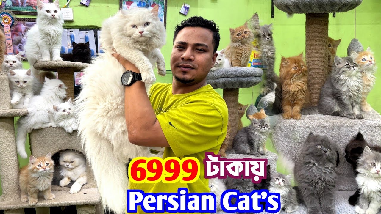 Persian Cat's মাত্র 6999 টাকায়. Cat Market in Kolkata. Kolkata Cat Market.