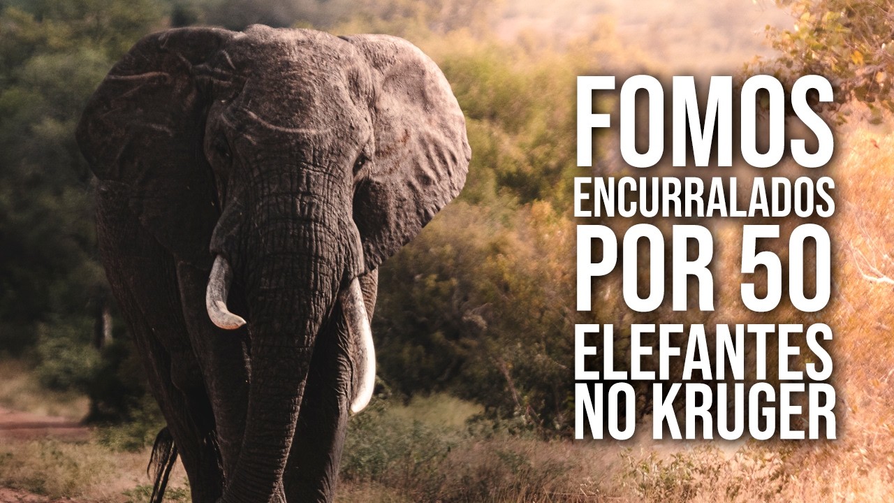 Safári no Kruger National Park: vimos mais de 100 elefantes em um dia na África do Sul 🐘