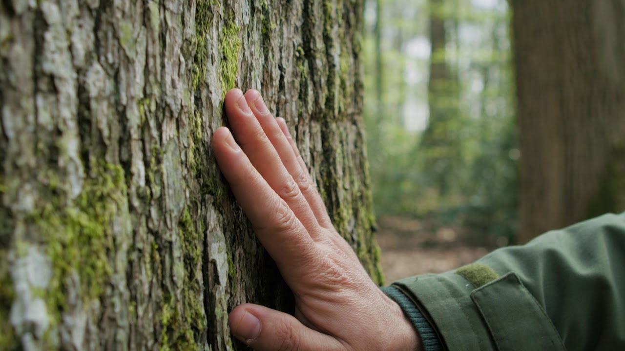 Fine grain oak : the Forests of the Loire Valley