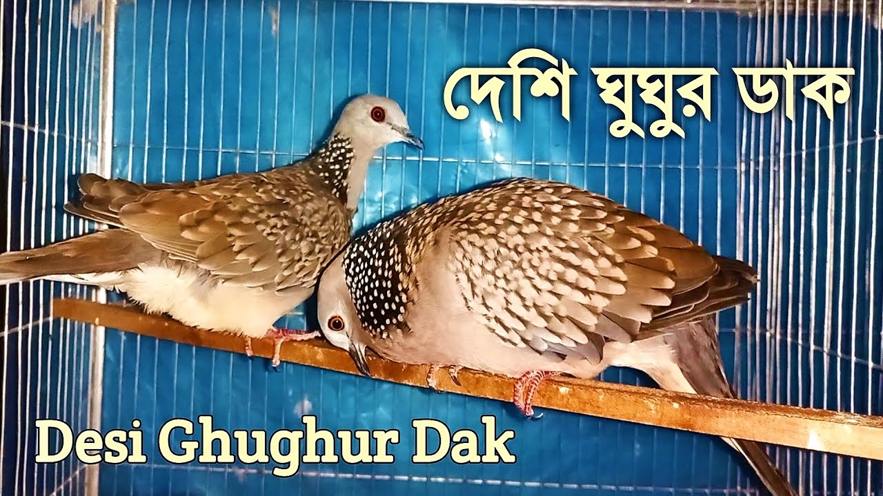 দেশি ঘুঘু পাখির ডাক | ঘুঘু পাখির ডাক |তিলা ঘুঘুর ডাক | Ghugu Pakhir Dak@krishipakhikotha5341