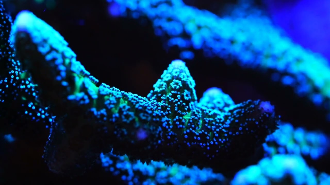 硬骨珊瑚缸 30背滤  sps reeftank 30cm