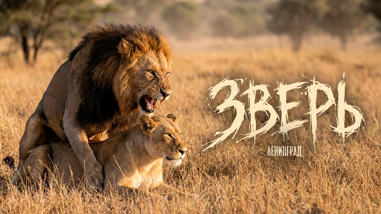Ленинград &mdash; Зверь (Lyric Video 2026)