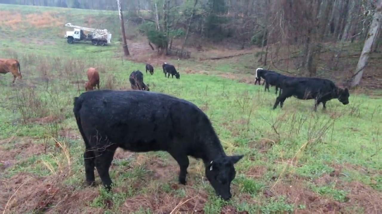 Dealing with mean cows!