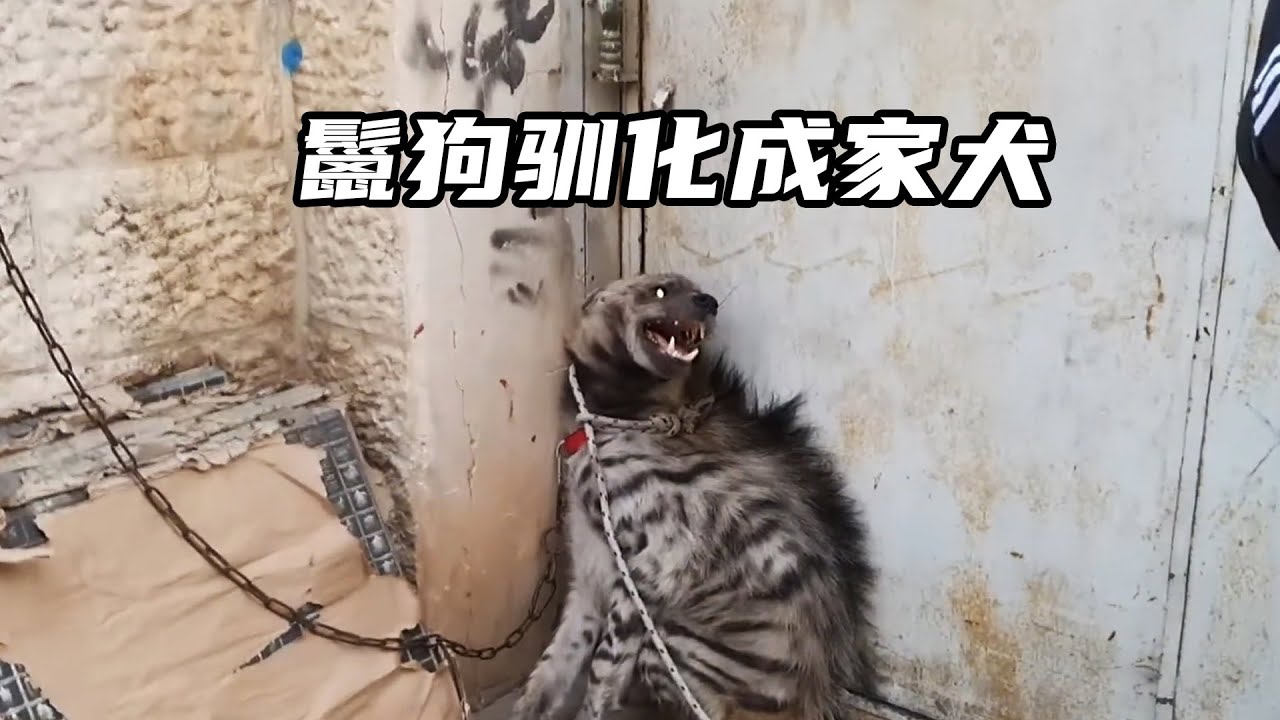 鬣狗潛入村莊被捕获，男子將鬣狗馴化成家犬！#nature #wildlife #animal #wildanimals #animals #猛獸世界  #動物
