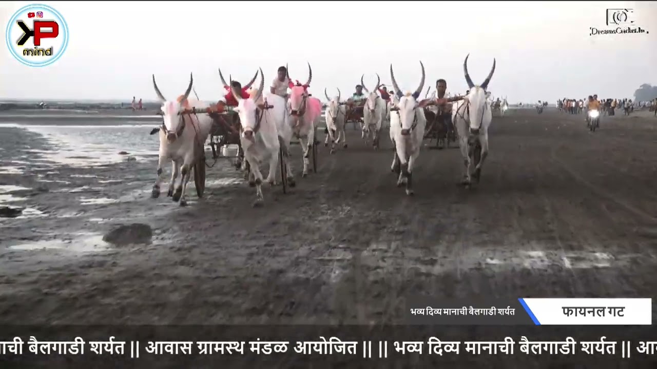 || भव्य दिव्य मानाची बैलगाडी शर्यत  || आवास ग्रामस्थ मंडळ आयोजित  || फायनल गट
