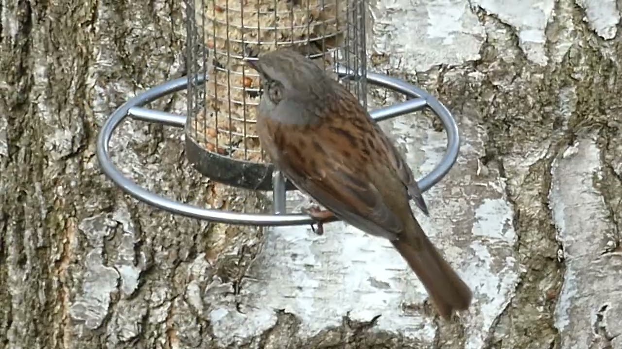 Heckenbraunelle am Meisenknödel Braunelle Singvogel Vogel Vögel Sperlingsvogel prunella modularis